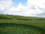 Yatesbury Field (1), Wiltshire crop circle, aerial photo 26