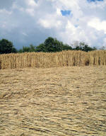 Barsham, Suffolk crop circle, aerial photo 17
