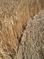 Barsham, Suffolk crop circle, aerial photo 16