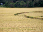 Buckland, Oxfordshire crop circle, aerial photo 15