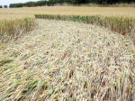 Buckland, Oxfordshire crop circle, aerial photo 20