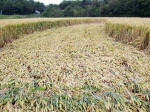 Buckland, Oxfordshire crop circle, aerial photo 18