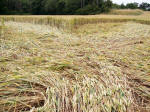 Buckland, Oxfordshire crop circle, aerial photo 19