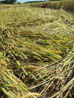 Buckland, Oxfordshire crop circle, aerial photo 7