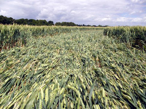 Burderop, Wiltshire crop circle, aerial photo 4