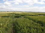 Burderop, Wiltshire crop circle, aerial photo 5