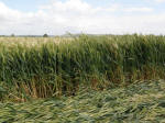 Burderop, Wiltshire crop circle, aerial photo 7