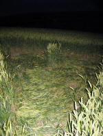 Charlbury Hill, Oxfordshire crop circle, aerial photo 10