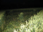 Charlbury Hill, Oxfordshire crop circle, aerial photo 9
