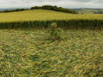 Charlbury Hill, Oxfordshire crop circle, aerial photo 22
