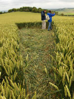 Charlbury Hill, Oxfordshire crop circle, aerial photo 25