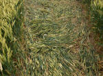 Charlbury Hill, Oxfordshire crop circle, aerial photo 21