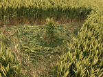 Charlbury Hill, Oxfordshire crop circle, aerial photo 20