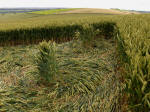Charlbury Hill, Oxfordshire crop circle, aerial photo 17