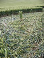 Charlbury Hill, Oxfordshire crop circle, aerial photo 6
