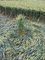 Charlbury Hill, Oxfordshire crop circle, aerial photo 8