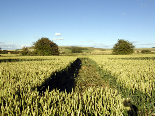 Chiseldon, Wiltshire crop circle, aerial photo 11