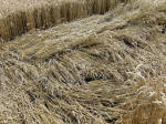 Etchilhampton Hill, Wiltshire crop circle, aerial photo 38