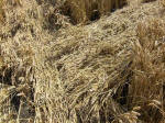 Etchilhampton Hill, Wiltshire crop circle, aerial photo 35