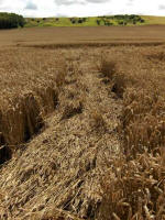 Etchilhampton Hill, Wiltshire crop circle, aerial photo 28