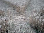 Etchilhampton Hill (3), Wiltshire crop circle, aerial photo 11