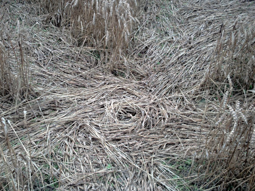 Etchilhampton Hill (3), Wiltshire crop circle, aerial photo 9