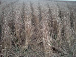 Etchilhampton Hill (3), Wiltshire crop circle, aerial photo 12