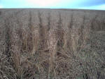 Etchilhampton Hill (3), Wiltshire crop circle, aerial photo 10