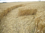 Watchfield Wind Farm, Oxfordshire crop circle, aerial photo 32