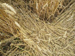Watchfield Wind Farm, Oxfordshire crop circle, aerial photo 34