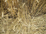 Watchfield Wind Farm, Oxfordshire crop circle, aerial photo 33