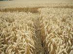 Watchfield Wind Farm, Oxfordshire crop circle, aerial photo 50