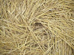 Watchfield Wind Farm, Oxfordshire crop circle, aerial photo 41