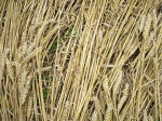 Watchfield Wind Farm, Oxfordshire crop circle, aerial photo 43