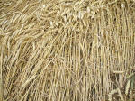 Watchfield Wind Farm, Oxfordshire crop circle, aerial photo 42