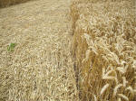 Watchfield Wind Farm, Oxfordshire crop circle, aerial photo 39