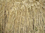 Watchfield Wind Farm, Oxfordshire crop circle, aerial photo 40