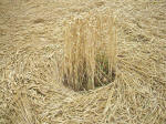 Watchfield Wind Farm, Oxfordshire crop circle, aerial photo 36