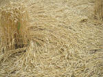 Watchfield Wind Farm, Oxfordshire crop circle, aerial photo 37