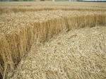 Watchfield Wind Farm, Oxfordshire crop circle, aerial photo 30