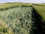 All Cannings, Wiltshire crop circle, aerial photo 38