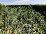 All Cannings, Wiltshire crop circle, aerial photo 36