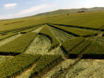 All Cannings, Wiltshire crop circle, aerial photo 34