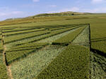 All Cannings, Wiltshire crop circle, aerial photo 33