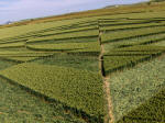 All Cannings, Wiltshire crop circle, aerial photo 37
