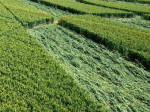 All Cannings, Wiltshire crop circle, aerial photo 7