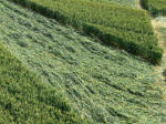 All Cannings, Wiltshire crop circle, aerial photo 6