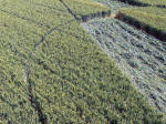 All Cannings, Wiltshire crop circle, aerial photo 5