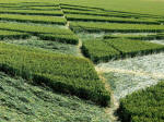 All Cannings, Wiltshire crop circle, aerial photo 8