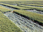 All Cannings, Wiltshire crop circle, aerial photo 10